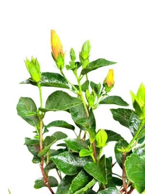 Hibiscus Rosa Sinensis "Hollywood Playboy" 21cmPot