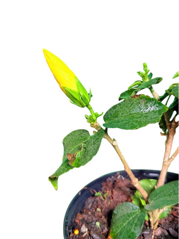 Hibiscus Rosa Sinensis "Hollywood Leading Lady" 21cmPot