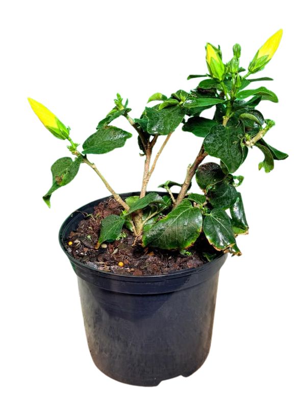 Hibiscus Rosa Sinensis "Hollywood Leading Lady" 21cmPot