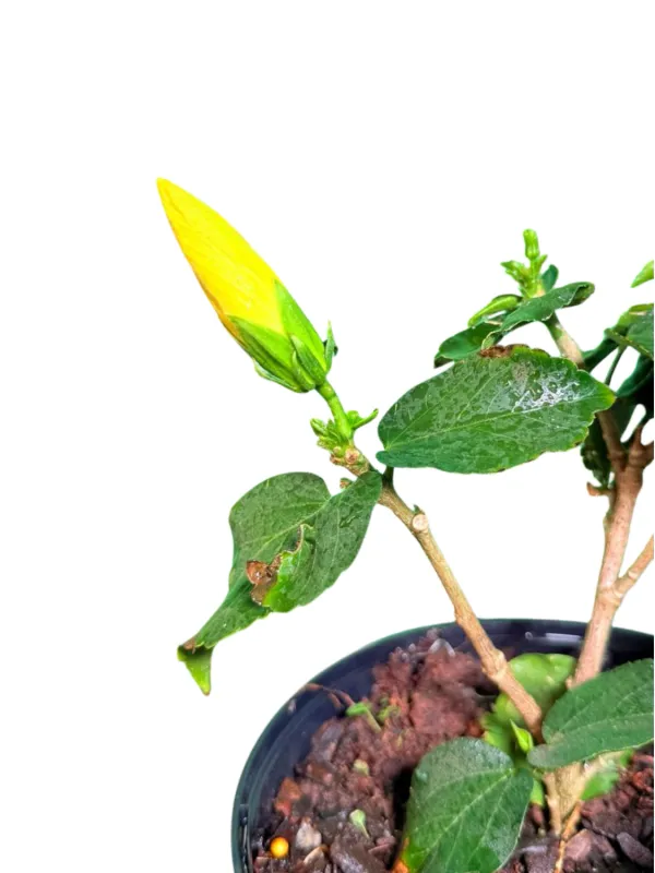 Hibiscus Rosa Sinensis "Hollywood Leading Lady" 21cmPot
