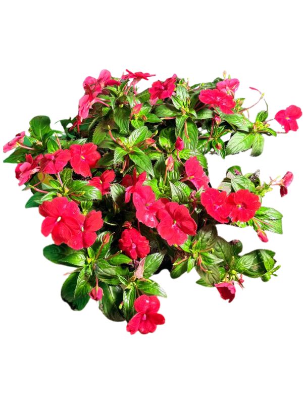 Impatiens x Hybrida "Sunpatiens Compact Red" 25cmPot