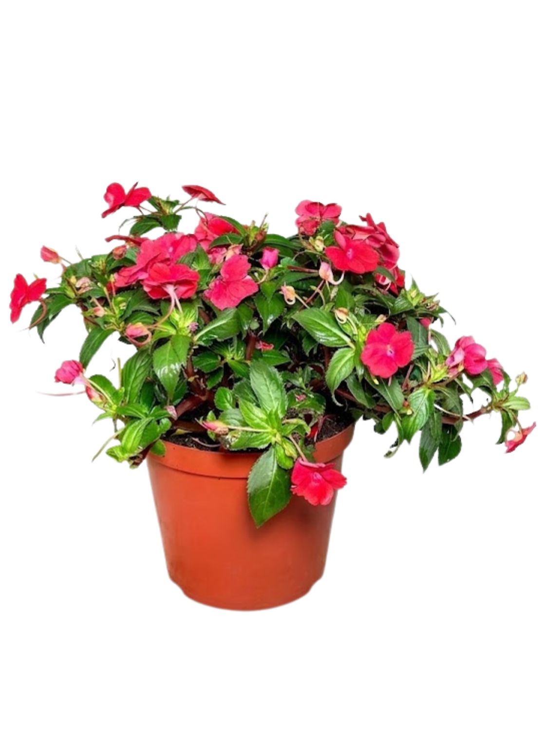 Impatiens x Hybrida "Sunpatiens Compact Red" 25cmPot