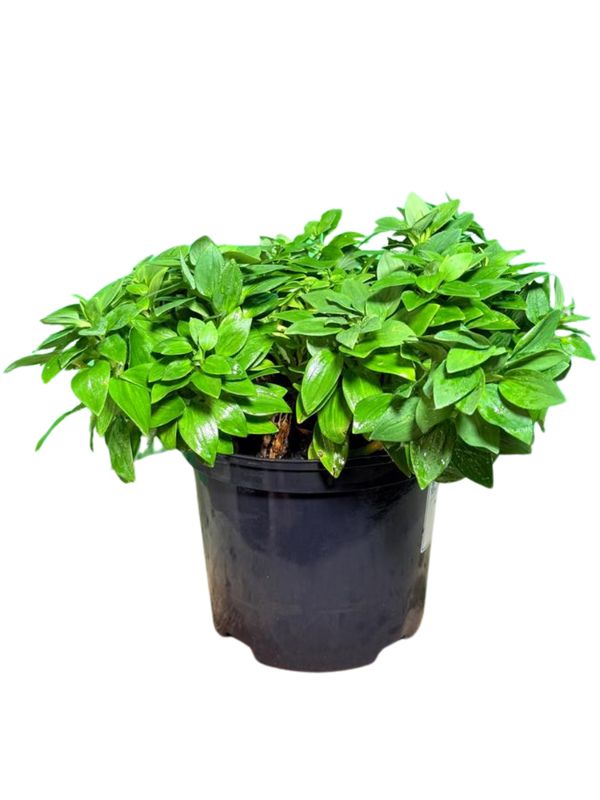 Alstroemeria Inticancha "Inca Lily Havana'' 21cmPot