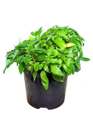 Alstroemeria Inticancha ''Inca Lily Malaga" 21cmPot