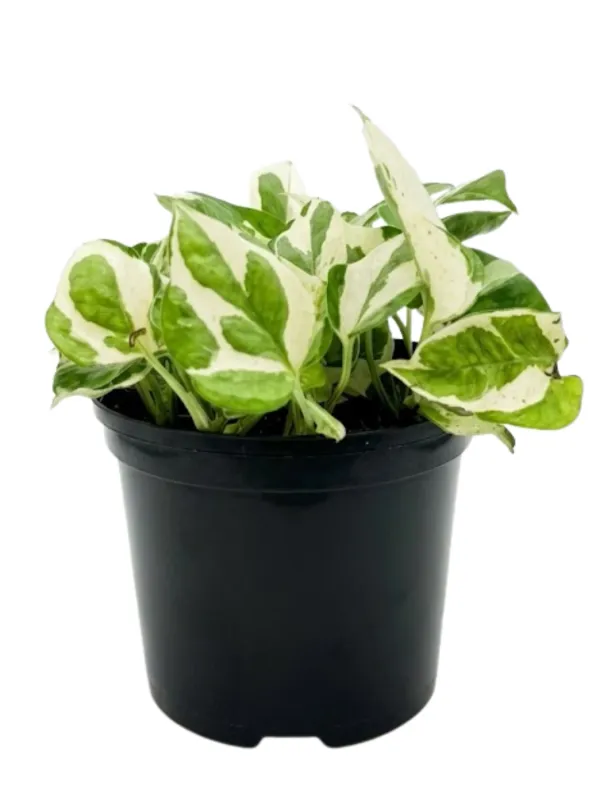 Epipremnum Aureum "Scindapsus Marble Queen" 14cmPot