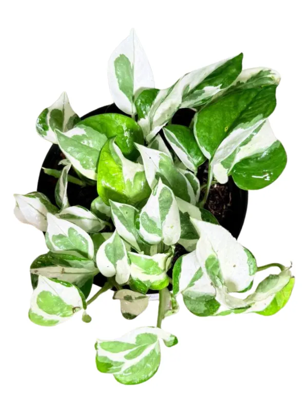 Epipremnum Aureum "Scindapsus Marble Queen" 14cmPot