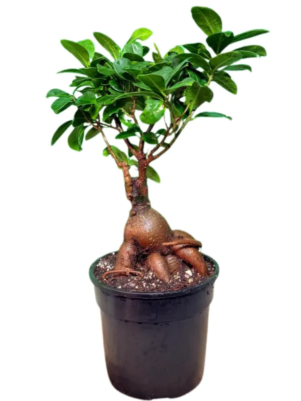 Ficus Microcarpa "Ficus Ginseng" 14cmPot