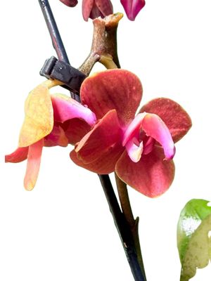 Phalaenopsis Hybrid "Moth Orchid" Mixed Colors 9cmPot