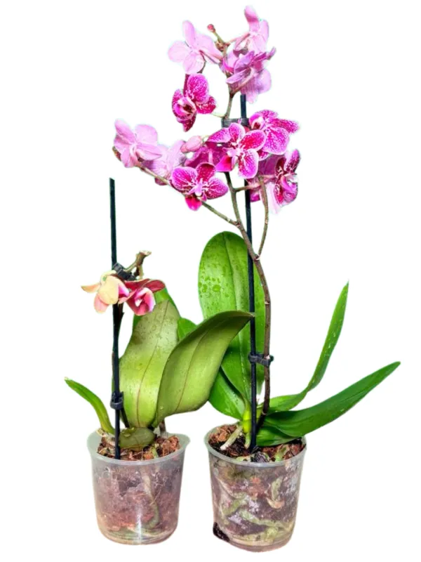 Phalaenopsis Hybrid "Moth Orchid" Mixed Colors 9cmPot