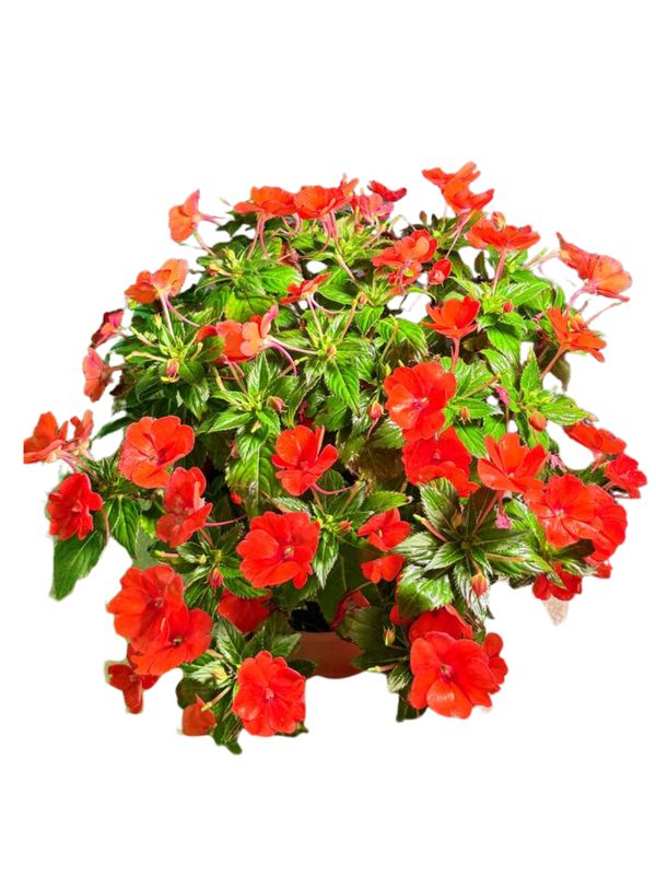 Impatiens x Hybrida "Sunpatiens Compact Orange" 25cmPot