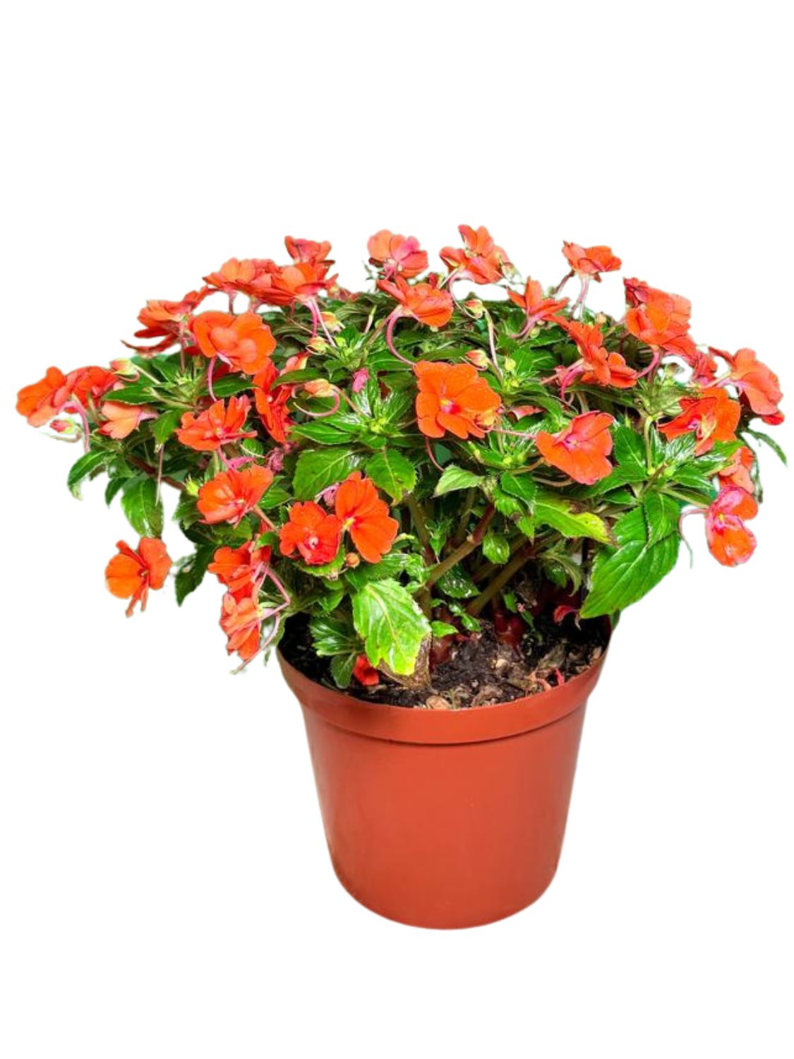 Impatiens x Hybrida "Sunpatiens Compact Orange" 25cmPot