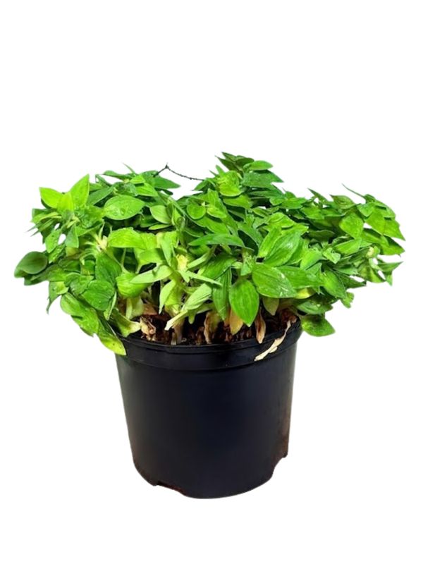 Alstroemeria Inticancha "Inca Lily Sunstar" 21cmPot