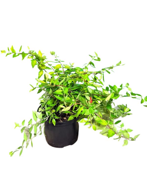 Abelia Grandiflora "Francis Mason" 17cmPot