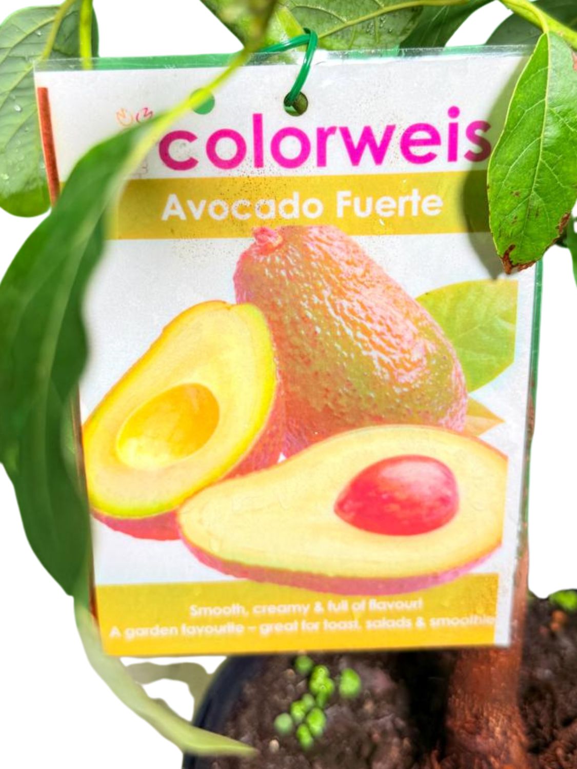 Persea Americana "Avocado Fuerte" 21cmPot
