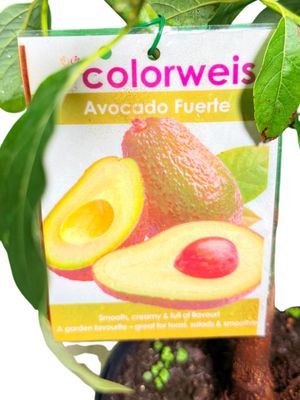 Persea Americana "Avocado Fuerte" 21cmPot