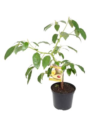 Persea Americana "Avocado Fuerte" 21cmPot