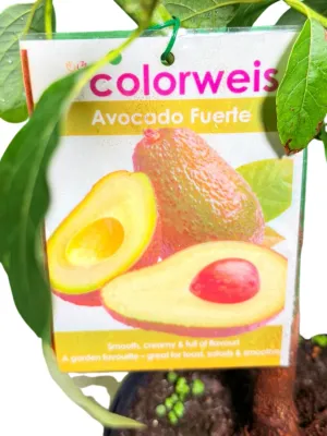 Persea Americana "Avocado Fuerte" 21cmPot