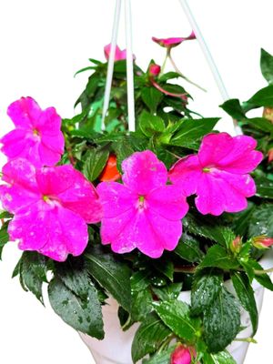 Impatiens x Hybrida "Sunpatiens Rose Glow" 20cmHanging Basket