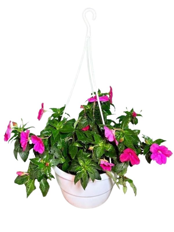 Impatiens x Hybrida "Sunpatiens Rose Glow" 20cmHanging Basket