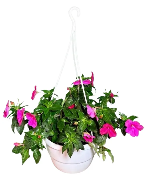 Impatiens x Hybrida "Sunpatiens Rose Glow" 20cmHanging Basket