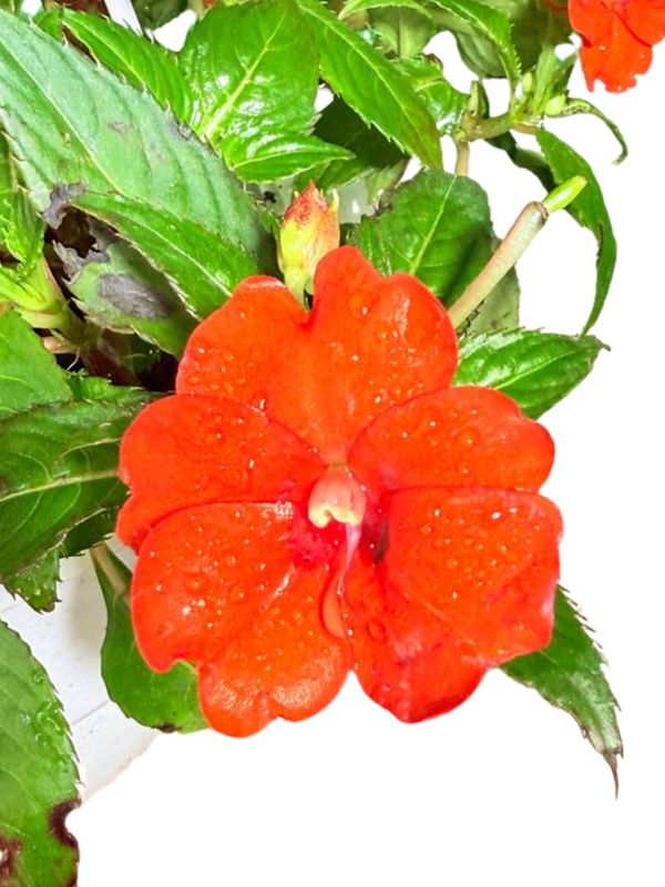Impatiens x Hybrida "Sunpatiens Electric Orange" 20cmHanging Basket