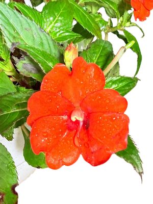 Impatiens x Hybrida "Sunpatiens Electric Orange" 20cmHanging Basket