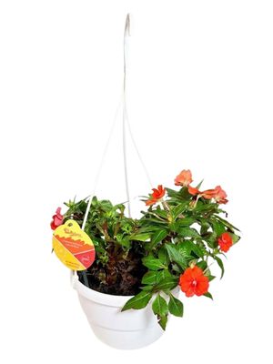Impatiens x Hybrida "Sunpatiens Electric Orange" 20cmHanging Basket