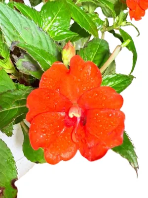 Impatiens x Hybrida "Sunpatiens Electric Orange" 20cmHanging Basket