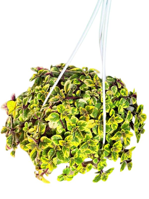 Plectranthus Ciliatus "Speckled Spurflower Yellow" 20cmHanging Basket