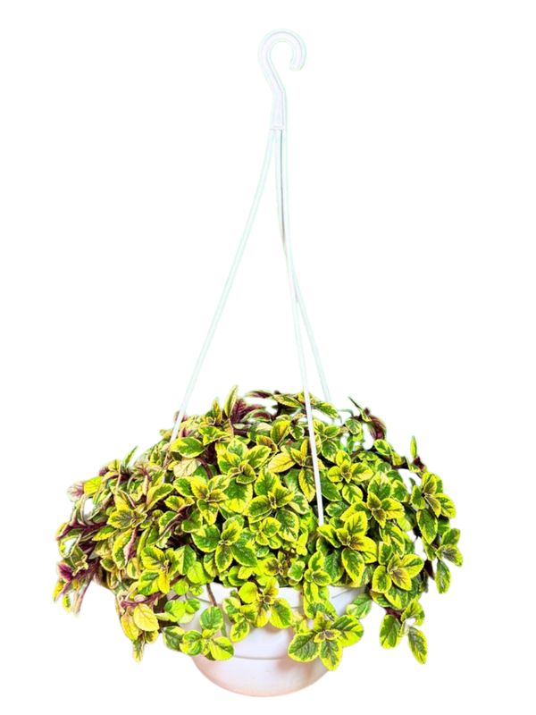 Plectranthus Ciliatus "Speckled Spurflower Yellow" 20cmHanging Basket