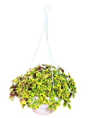 Plectranthus Ciliatus "Speckled Spurflower Yellow" 20cmHanging Basket