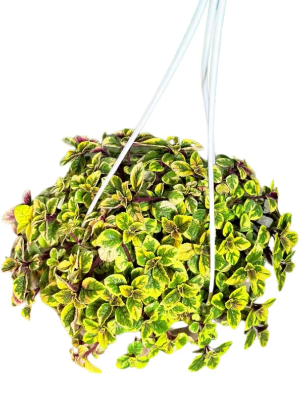 Plectranthus Ciliatus "Speckled Spurflower Yellow" 20cmHanging Basket