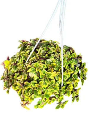 Plectranthus Ciliatus "Speckled Spurflower Yellow" 20cmHanging Basket