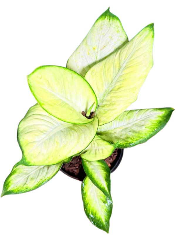 Dieffenbachia Seguine "Variegated Leopard Lily Summer Style" 15cmPot