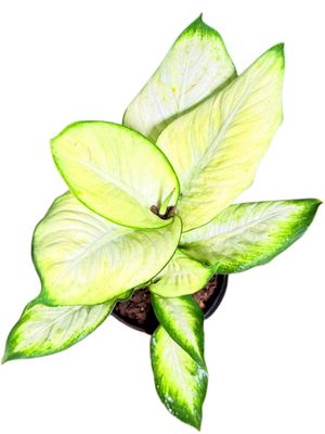 Dieffenbachia Seguine "Variegated Leopard Lily Summer Style" 15cmPot