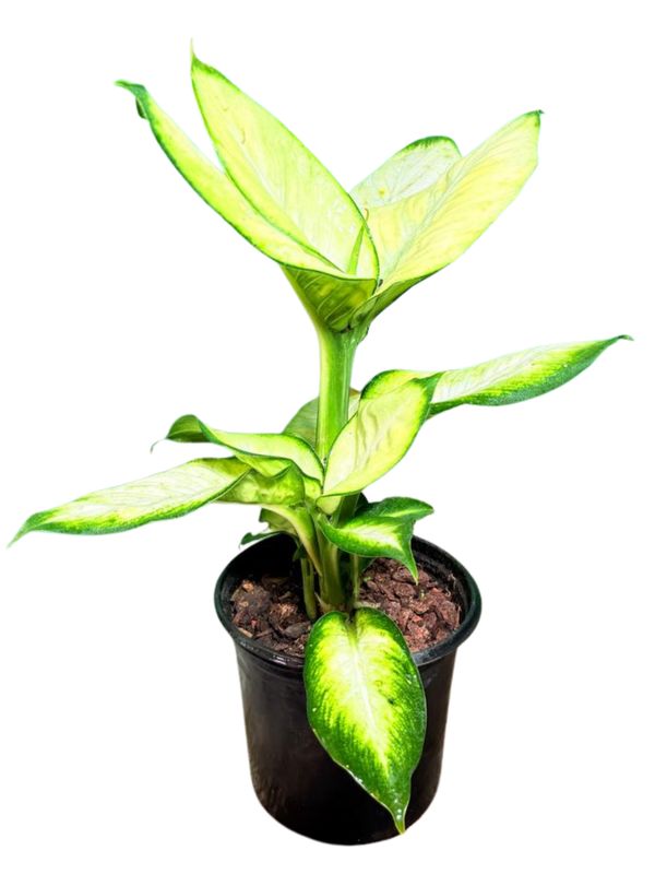 Dieffenbachia Seguine "Variegated Leopard Lily Summer Style" 15cmPot