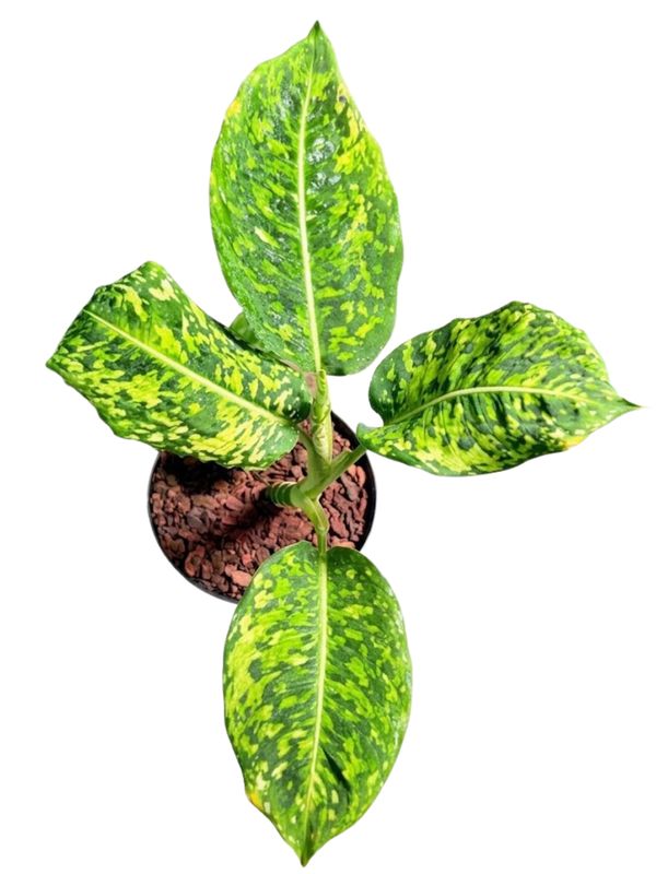 Dieffenbachia Seguine "Dumb Cane Reflector" 15cmPot