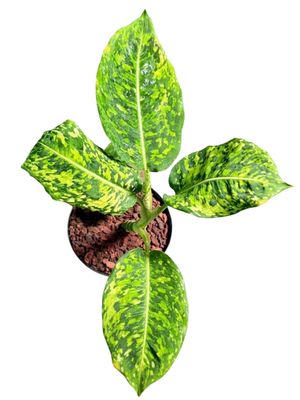 Dieffenbachia Seguine "Dumb Cane Reflector" 15cmPot
