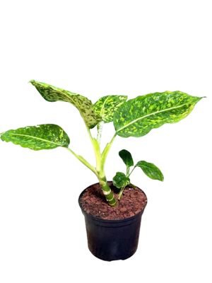 Dieffenbachia Seguine "Dumb Cane Reflector" 15cmPot Dieffenbachia Seguine "Dumb Cane Reflector" 15cmPot