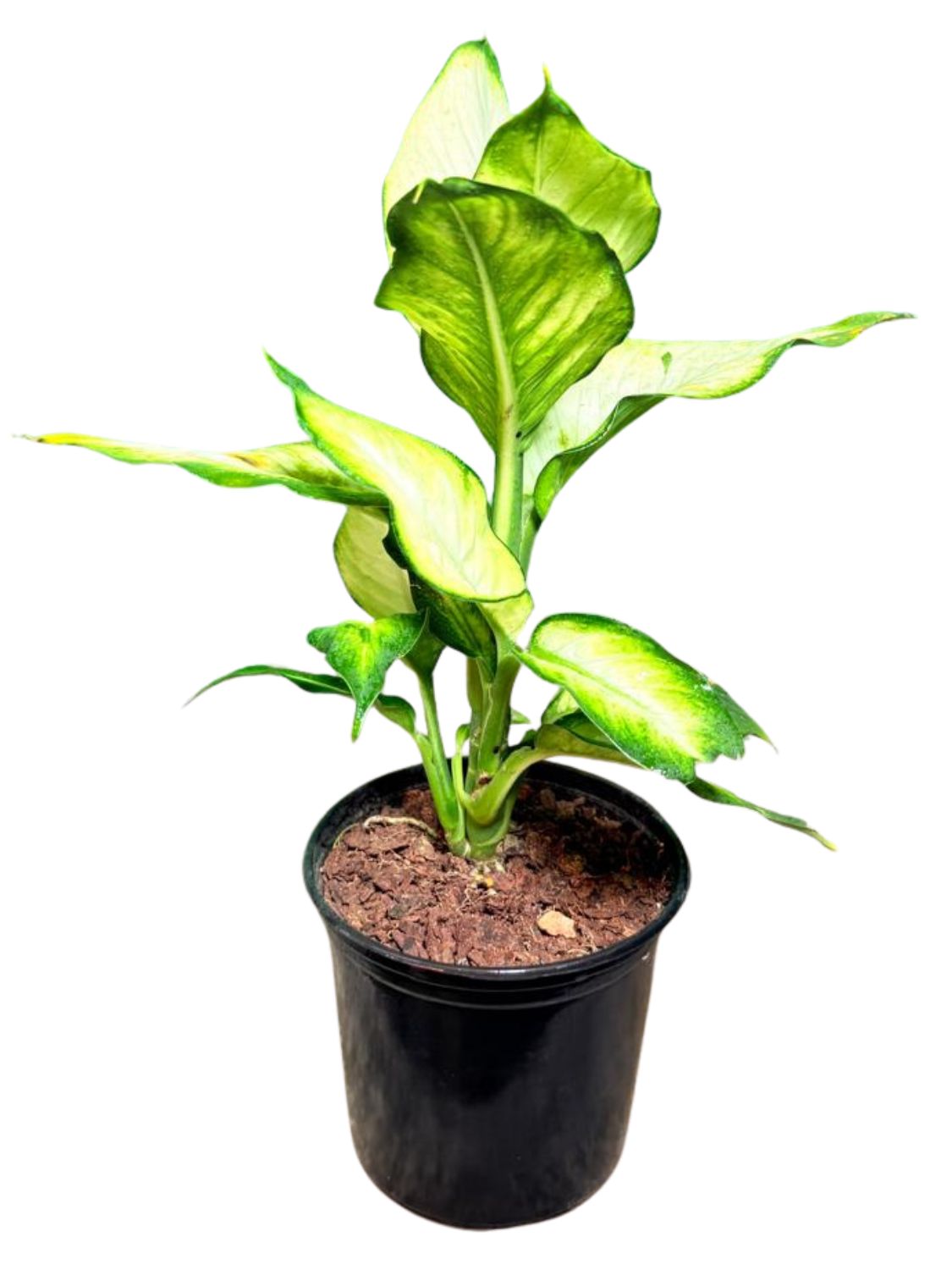 Dieffenbachia Seguine "Variegated Leopard Lily Tropic Mariana" 15cmPot