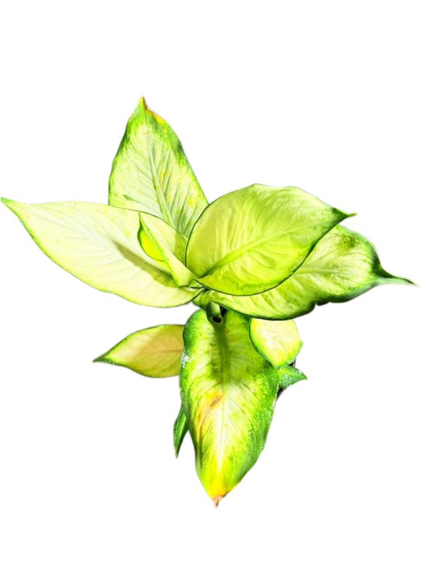 Dieffenbachia Seguine "Variegated Leopard Lily Tropic Mariana" 15cmPot