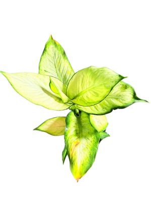 Dieffenbachia Seguine "Variegated Leopard Lily Tropic Mariana" 15cmPot