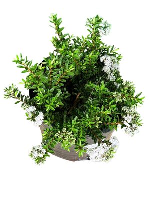 Hebe Diosmifolia "Shrubby Veronica White" 10Liter