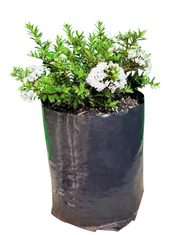 Hebe Diosmifolia "Shrubby Veronica White" 10Liter