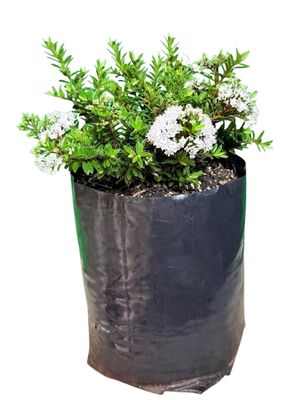 Hebe Diosmifolia "Shrubby Veronica White" 10Liter