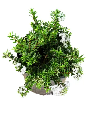 Hebe Diosmifolia "Shrubby Veronica White" 10Liter