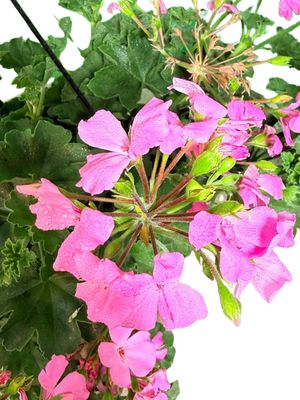 Pelargonium Peltatum "Geranium Marcada" 20cmHanging Basket