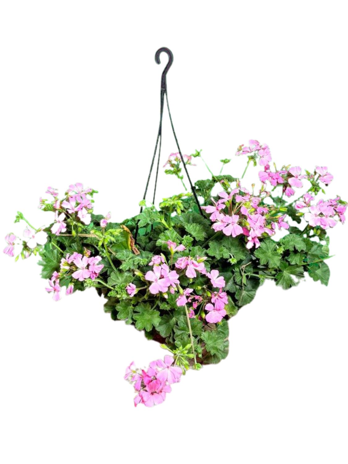 Pelargonium Peltatum "Geranium Marcada" 20cmHanging Basket