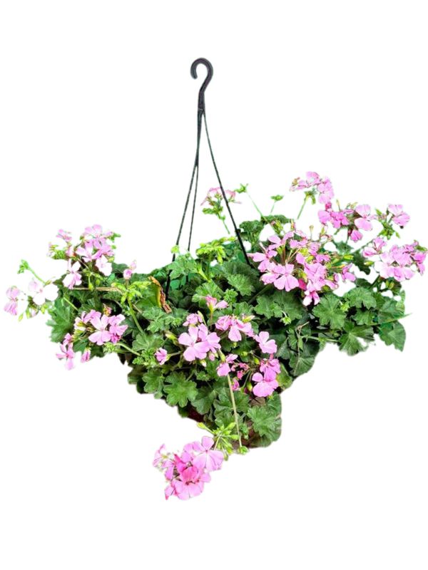 Pelargonium Peltatum "Geranium Marcada" 20cmHanging Basket
