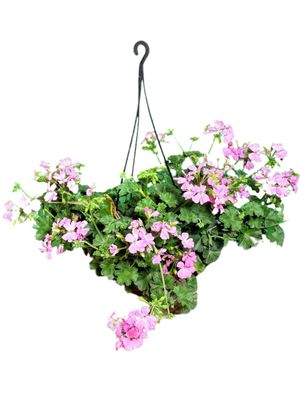Pelargonium Peltatum "Geranium Marcada" 20cmHanging Basket
